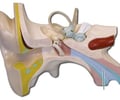 Image: Auditory Bones