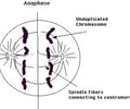 Image: Anaphase