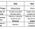 Image: Compare/Contrast RNA and DNA