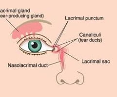 Image: nasolacrimal sac
