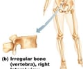 Image: irregular bone