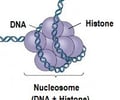 Image: Nucleosomes are