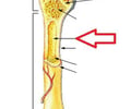Image: medullary cavity
