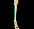 Image: fibula