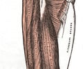 Image: Piriformis