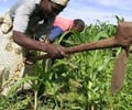 Image: subsistence farming