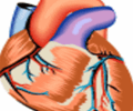 Image: involuntary muscle