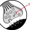 Image: vesicle