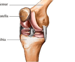 Image: ligament