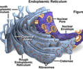 Image: endoplasmic reticulum