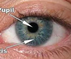 Image: pupil