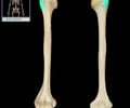 Image: Greater tubercle of humerus