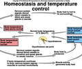 Image: Homeostasis