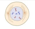 Image: Prophase
