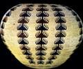 Image: "willow basket" louisa keyser, dah so la lee