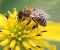 Image: Mutualism