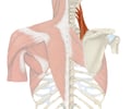 Image: Levator Scapular