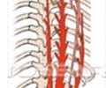 Image: Erector Spinae-Longissimus