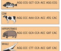 Image: Biochemical Evidence