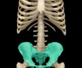 Image: pelvic girdle