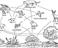 Image: food web