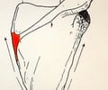 Image: Root of spine of scapula