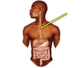 Image: esophagus