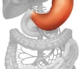 Image: stomach