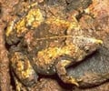 Image: Camouflage