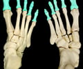 Image: phalanges (toes)