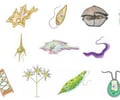 Image: Protista