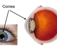 Image: cornea
