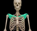 Image: pectoral girdle