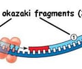 Image: Okazaki Fragments