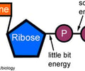 Image: What part of ATP is the key to its ability to store and supply energy?