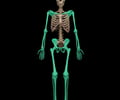 Image: appendicular skeleton