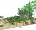 Image: primary succession