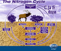 Image: Nitrogen Cycle