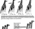 Image: John Baptiste Lamarck