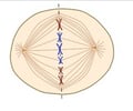 Image: Metaphase