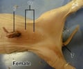 Image: mammary gland