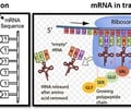 Image: messenger RNA (mRNA)