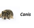 Image: Genus