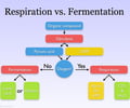 Image: Fermentation