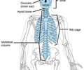 Image: axial skeleton