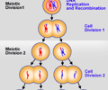 Image: Meiosis