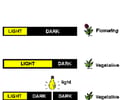Image: Photoperiodism