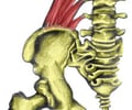 Image: Quadratus Lumborum (II)