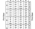 Image: genetic code (mRNA codon chart)