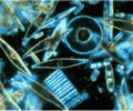 Image: phytoplankton